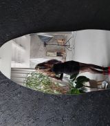 Миниатюра Индивидуалка Риша Фотография 